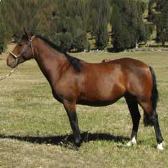 Yegua criadero La Araucanía: Fa