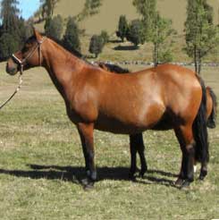 Yeguas criadero La Araucanía: Fidelia