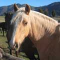 Criadero de caballos chilenos La Araucanía