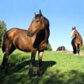 Criadero de caballos chilenos La Araucanía